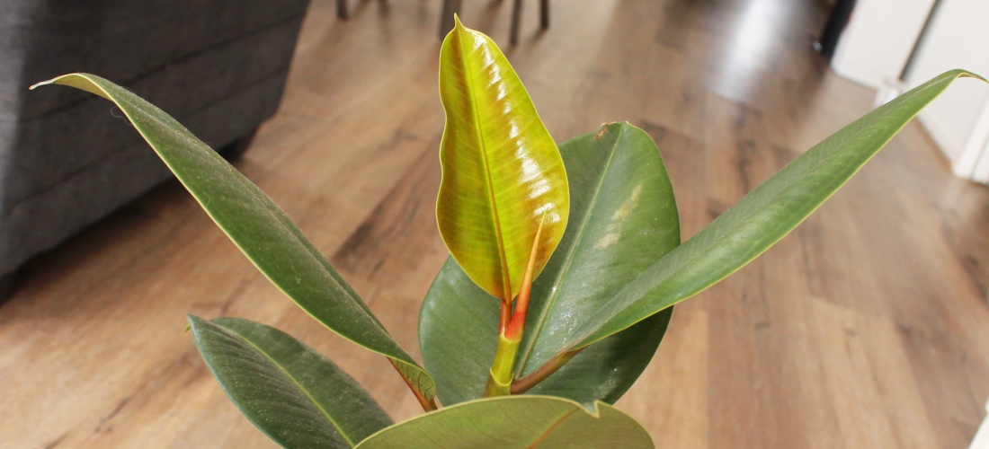 rubber fig ficus elastica indoors