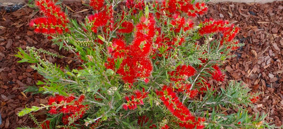 Hardy Bottlebrush an easy addition to any garden
