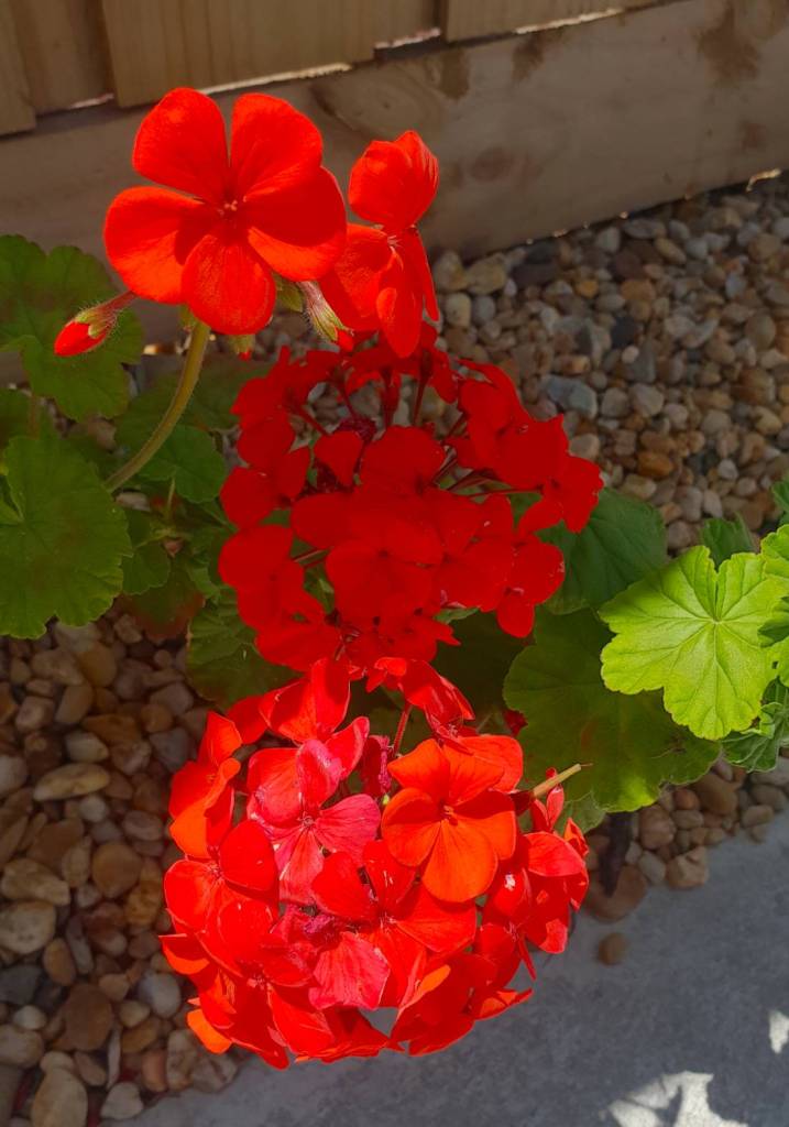 red geranium flowering outdoors