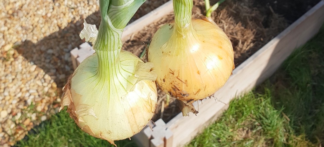 two brown onions harvested from the garden