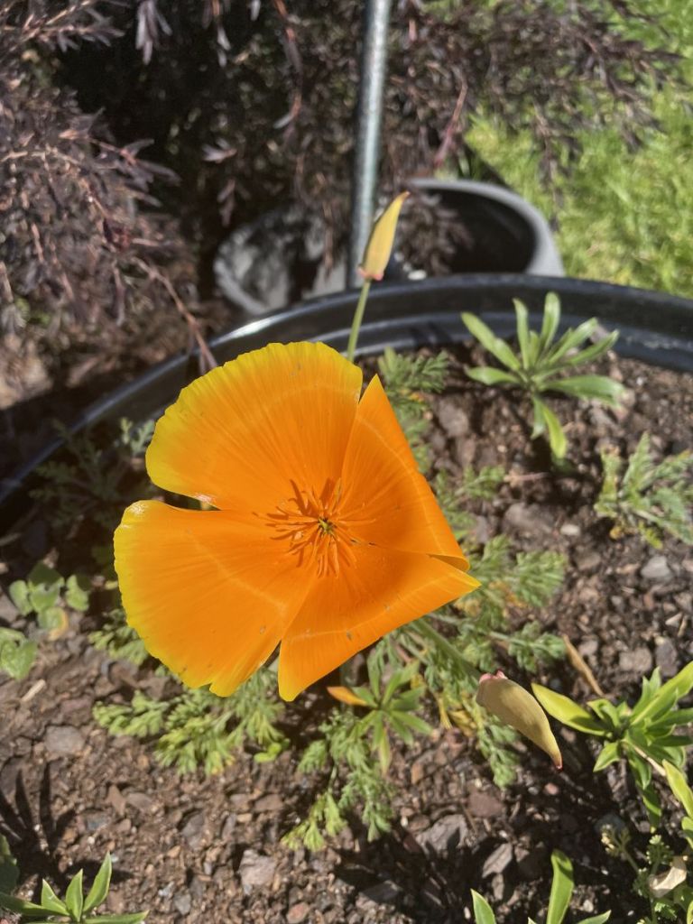 Orange California poppy outdoors