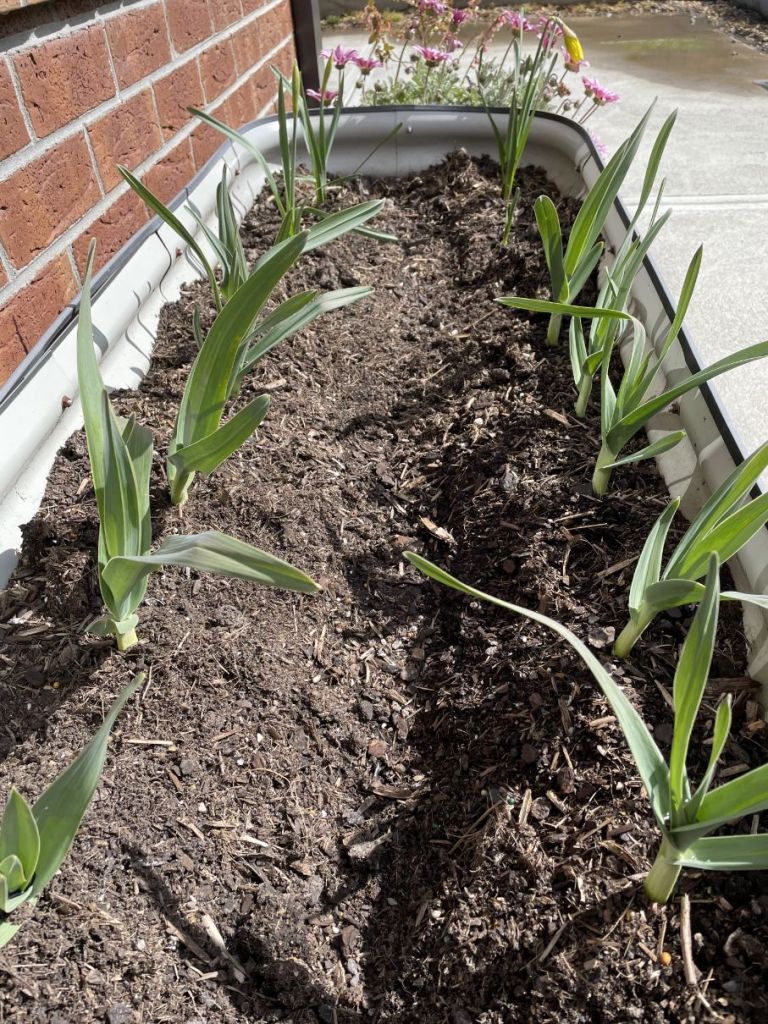 Young, immature Garlic seedlings appearing from bulbs
