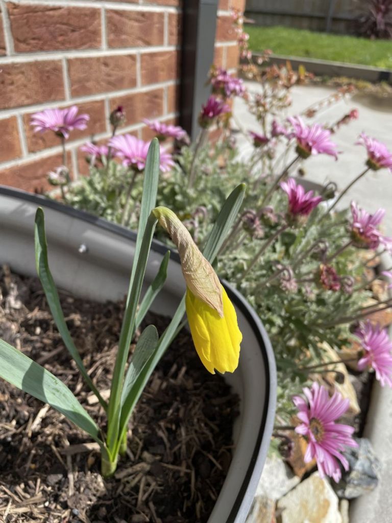 Daffodil about to flower outdoors