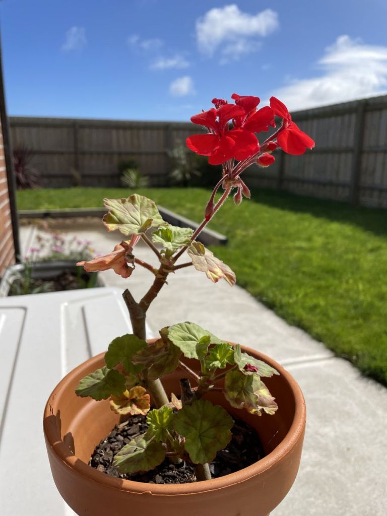 Red Geranium or Pelargonium