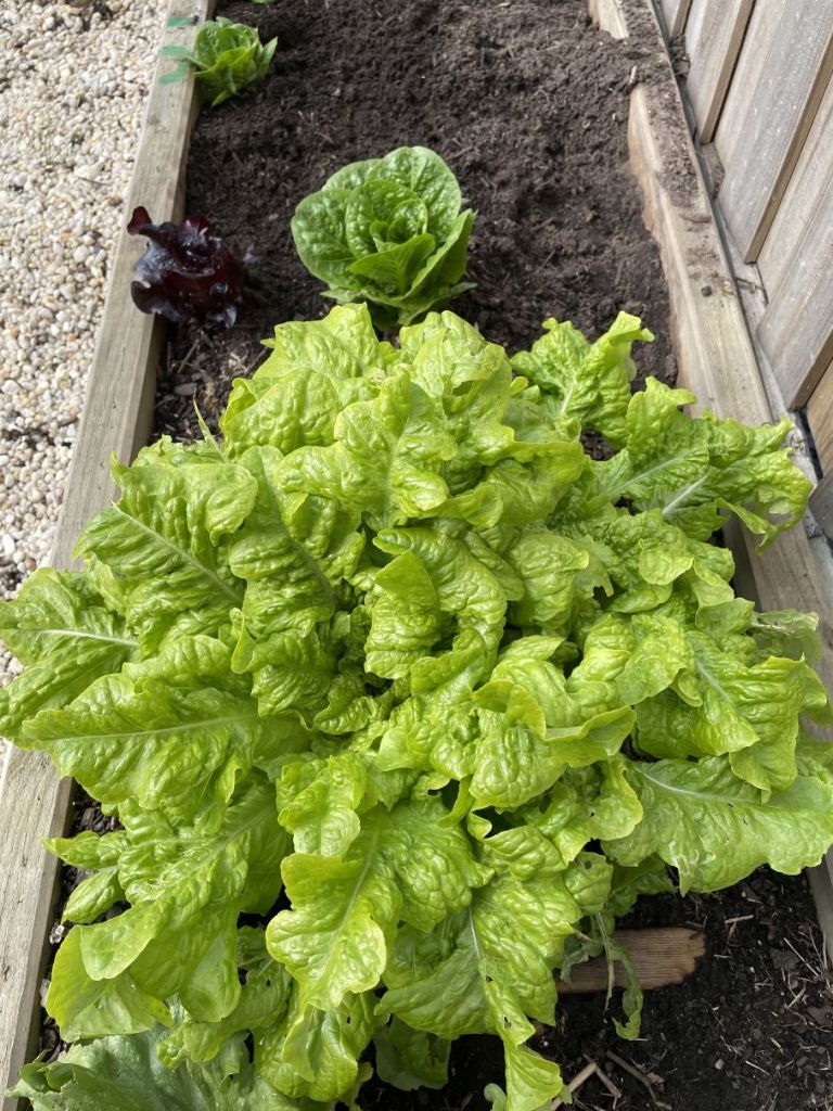 Overgrown lettuce outdoors
