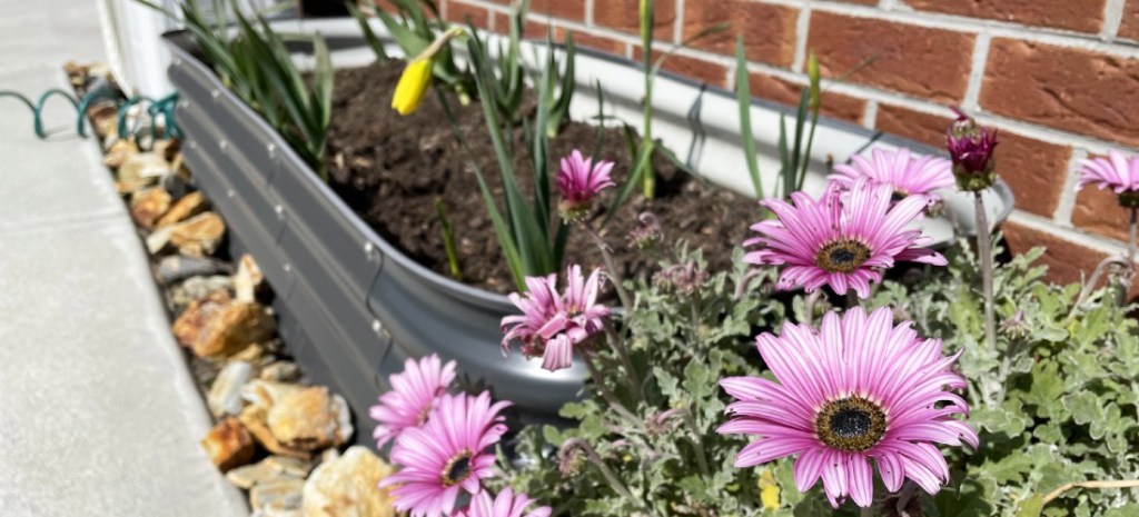 flowering plant with daffodil in the background