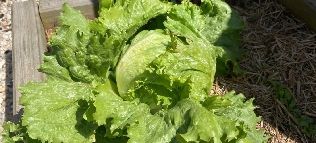 How to start a vegetable garden