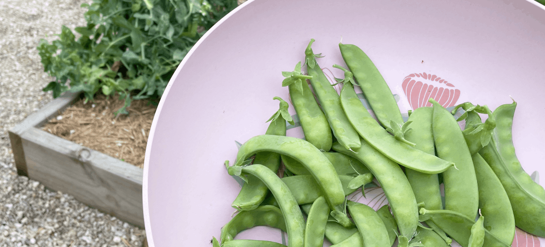 Delicious snow peas