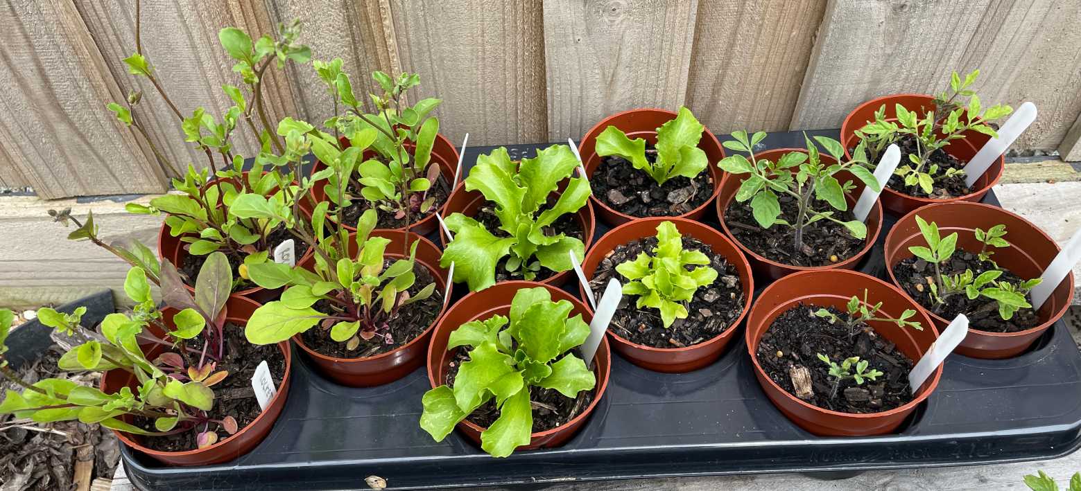 GALLERY: Raising seedlings, garlic and blueberries