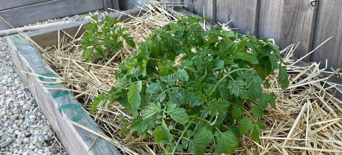 Protect your tomato plants from pests