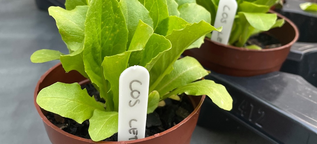 Growing lettuce from seed