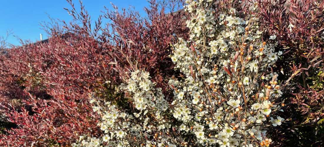 Fast-growing, January flowering: Leptospermum Copper Glow