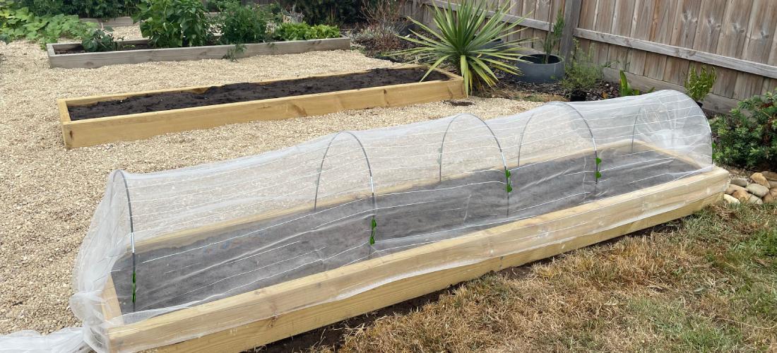 insect-proof netting on vegie bed