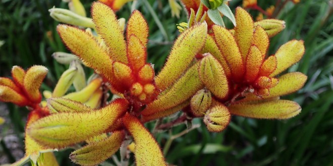 How to grow your own Kangaroo Paw