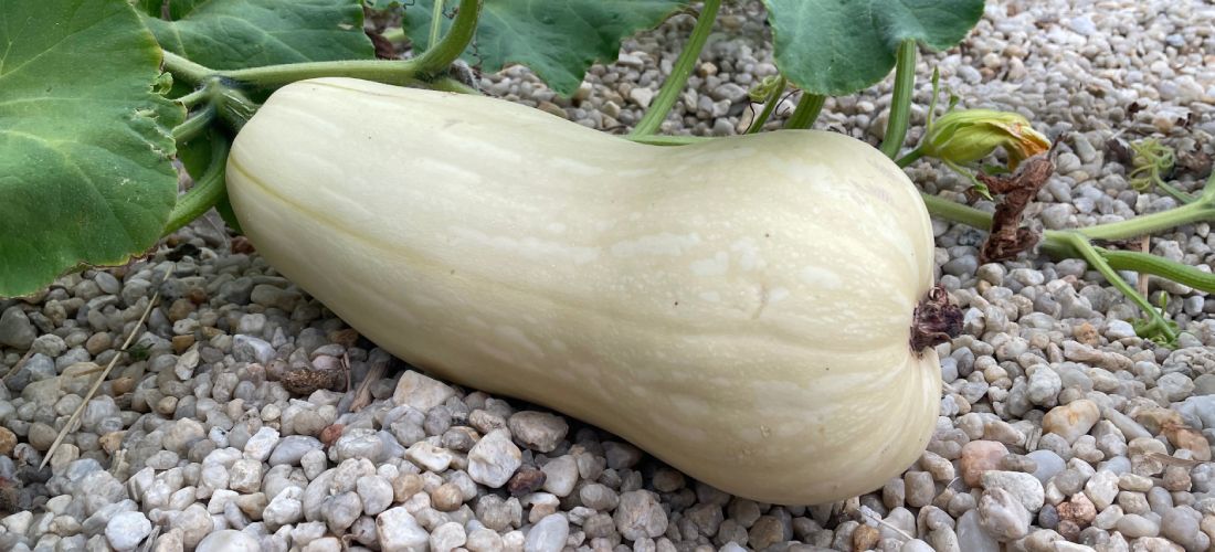 First time growing pumpkins