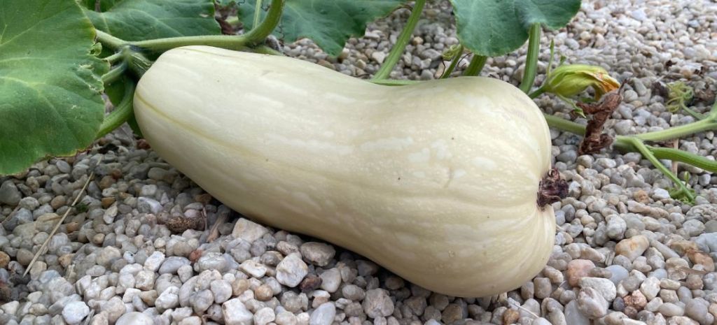 Waltham Butternut pumpkin