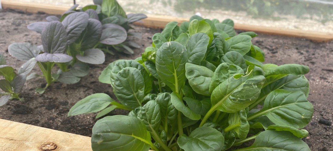 GALLERY: Growing pumpkins, carrots and pak choi
