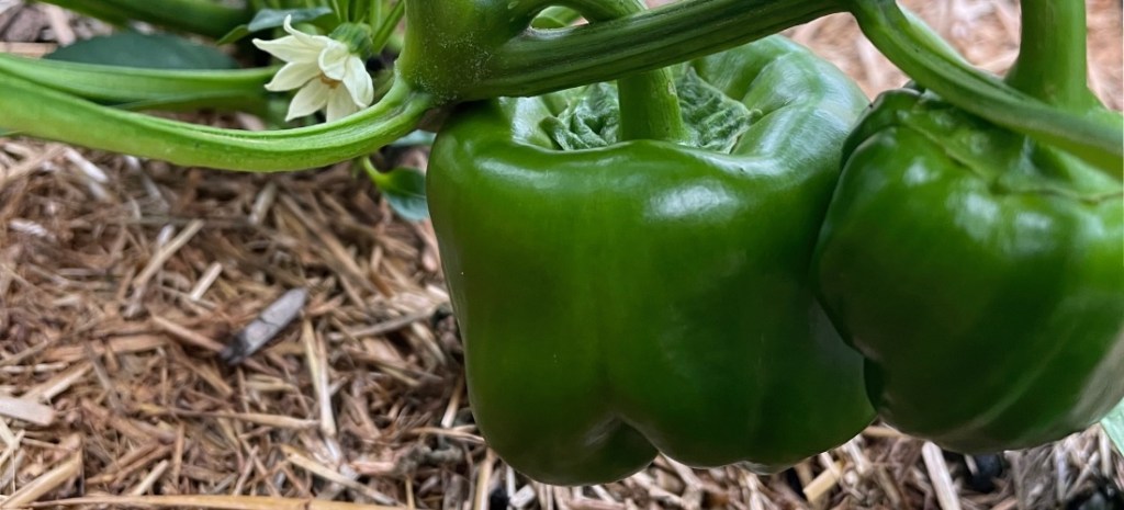 Green capsicums on the plant outside